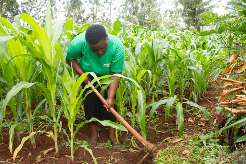 Market and Economic Feasibility of Granulated Lime in Kenya - Gatsby Africa